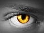 EyeNet Surveillance EyeNet Surveillance